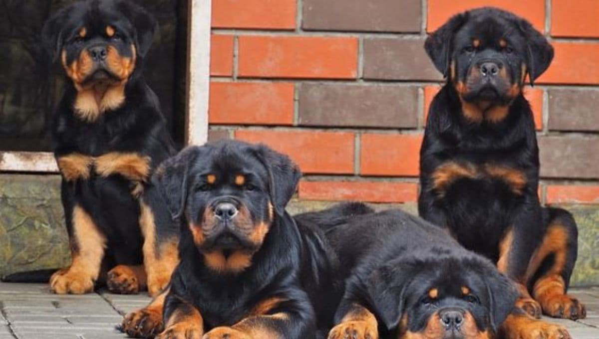 6 mejores perros de guardia y defensa: protegerán bien a tu familia