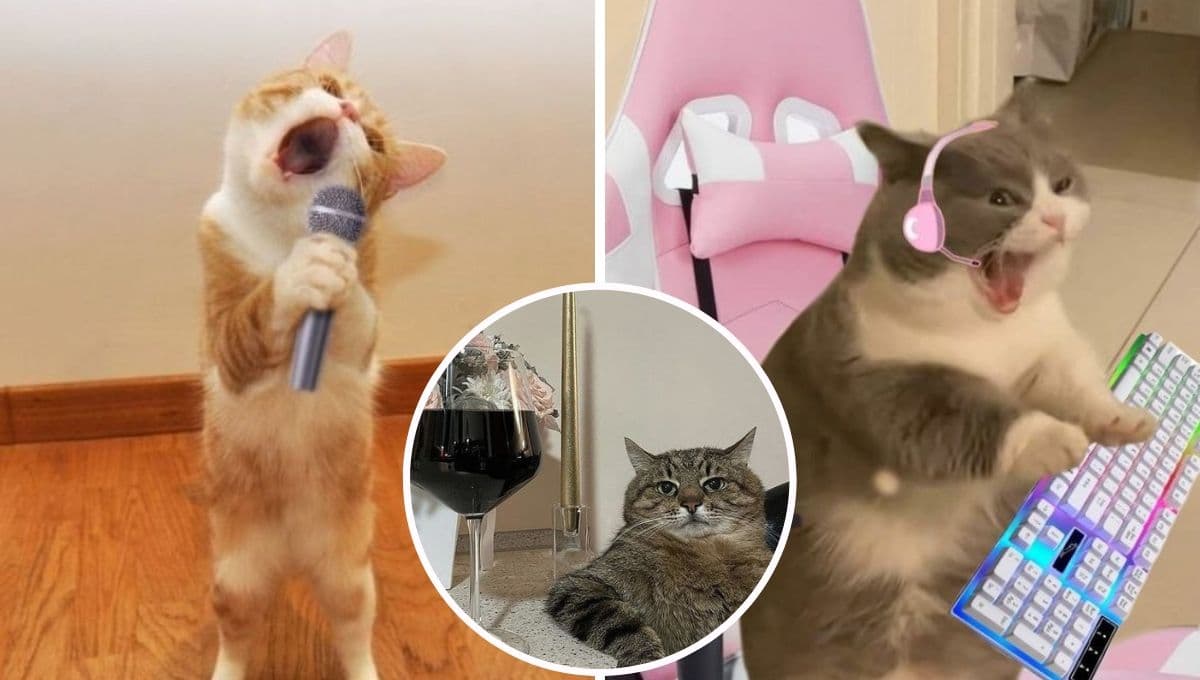 5 fotos de gatos reales en situaciones graciosas para alegrar tu día