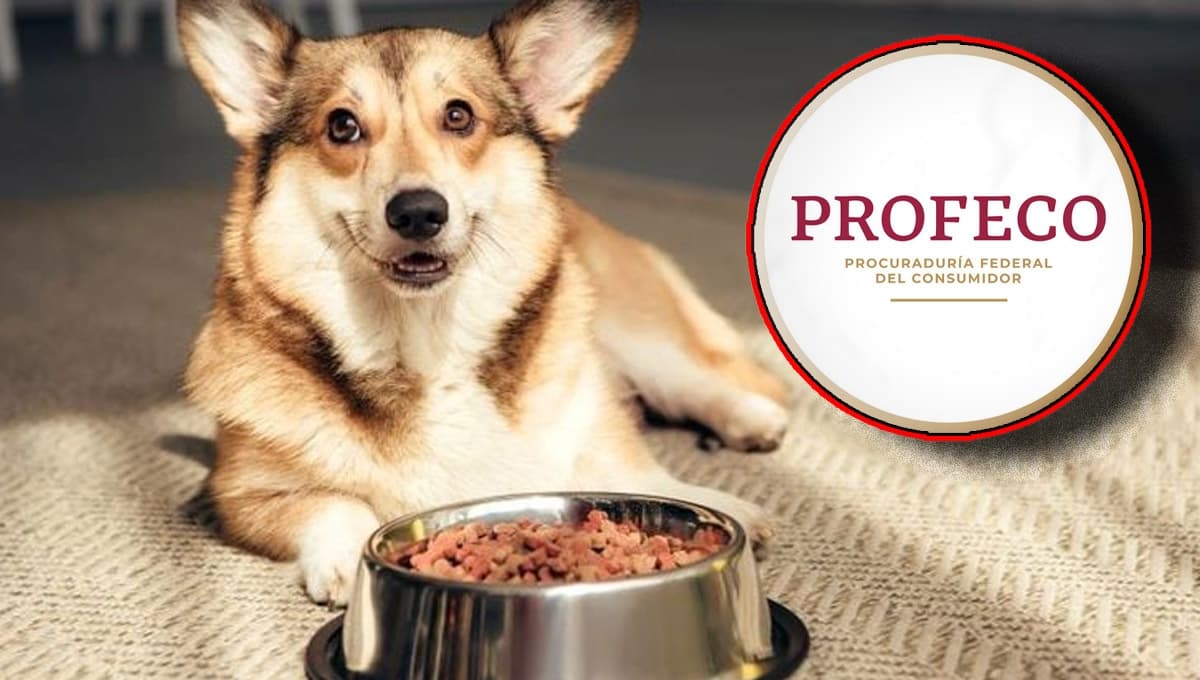¿Ol´Roy o Ganador? Esta es la mejor croqueta para perro económica según Profeco
