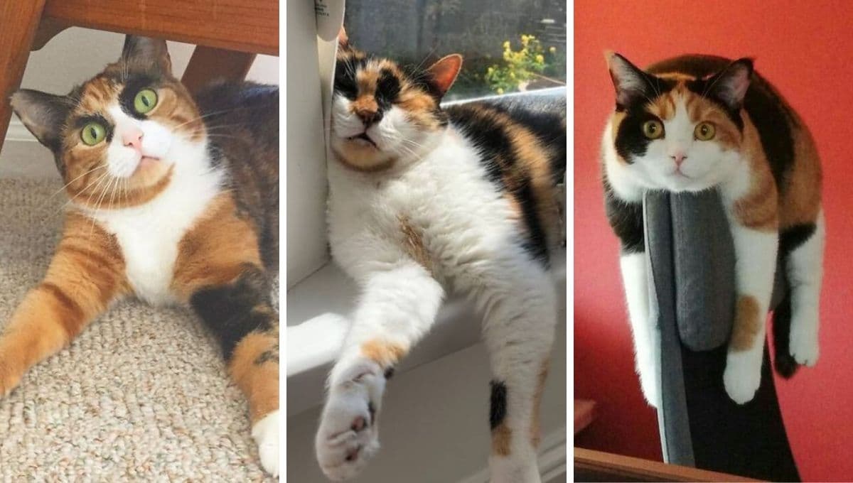5 curiosidades de los gatos calicó: de los gatitos más especiales que existen