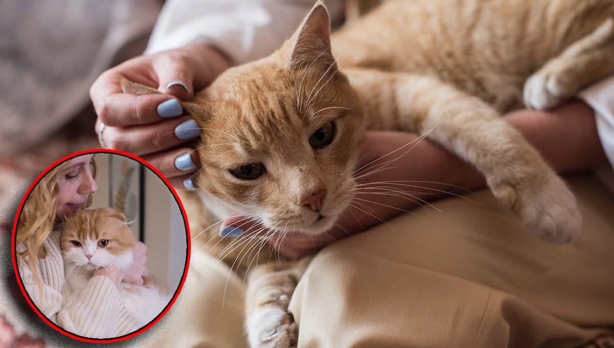¿Qué significa cuando tu gato te empuja con la cabeza o te da "cabezazos"?