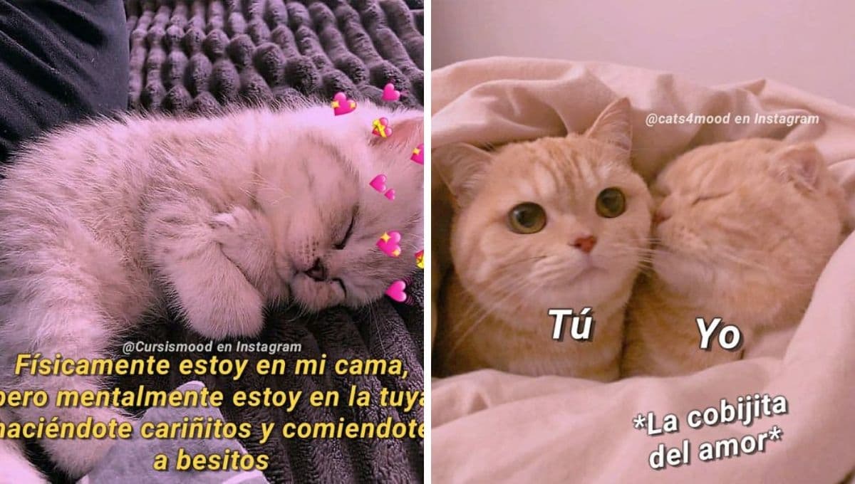 7 MEMES de gatos romanticones para dedicarle a esa personita especial