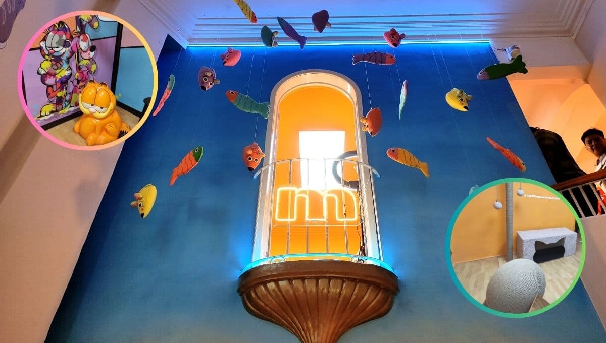 Visita Casa Minino, la experiencia que debes vivir si amas a los gatos