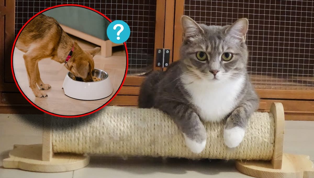 ¿Qué pasa si mi gato come croquetas de perro?