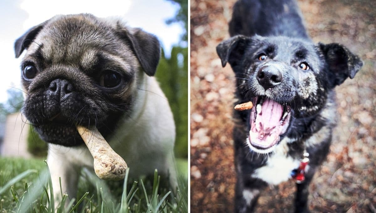 Ley de Bienestar Animal: el alimento totalmente PROHIBIDO para las mascotas