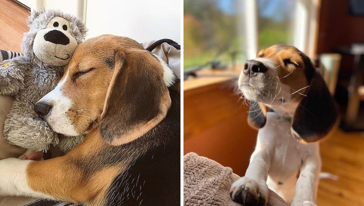 Test para saber si tengo un perro manipulador y consentido