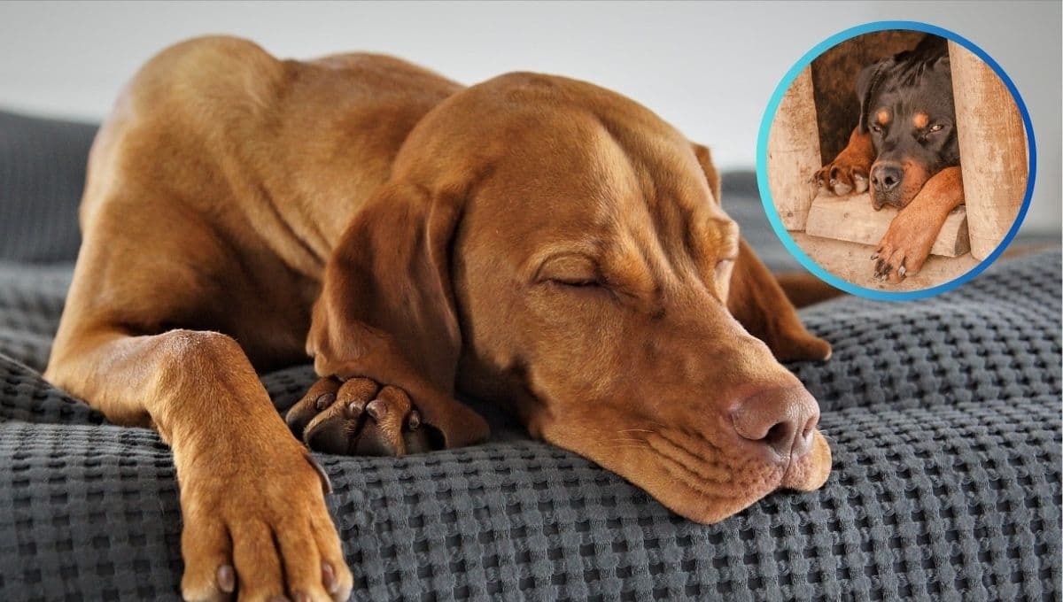 Tu perro podría dormir en exceso por esta preocupante razón