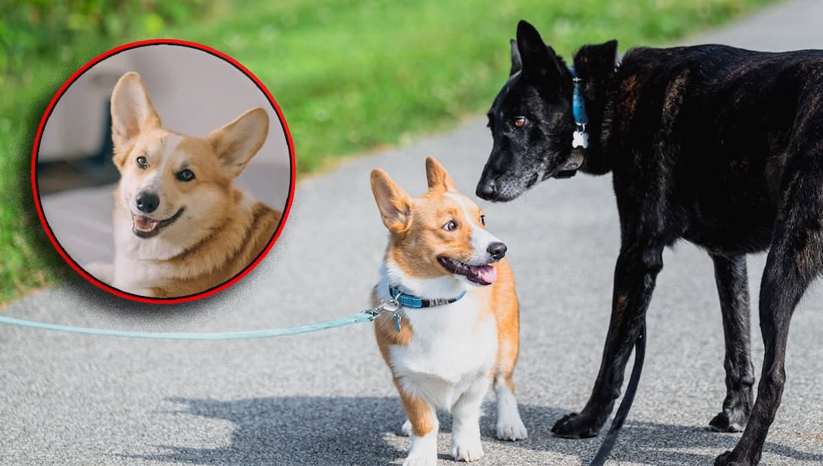 Ley de Bienestar Animal: 3 dudas sobre los perros aclaradas por la Real Sociedad Canina