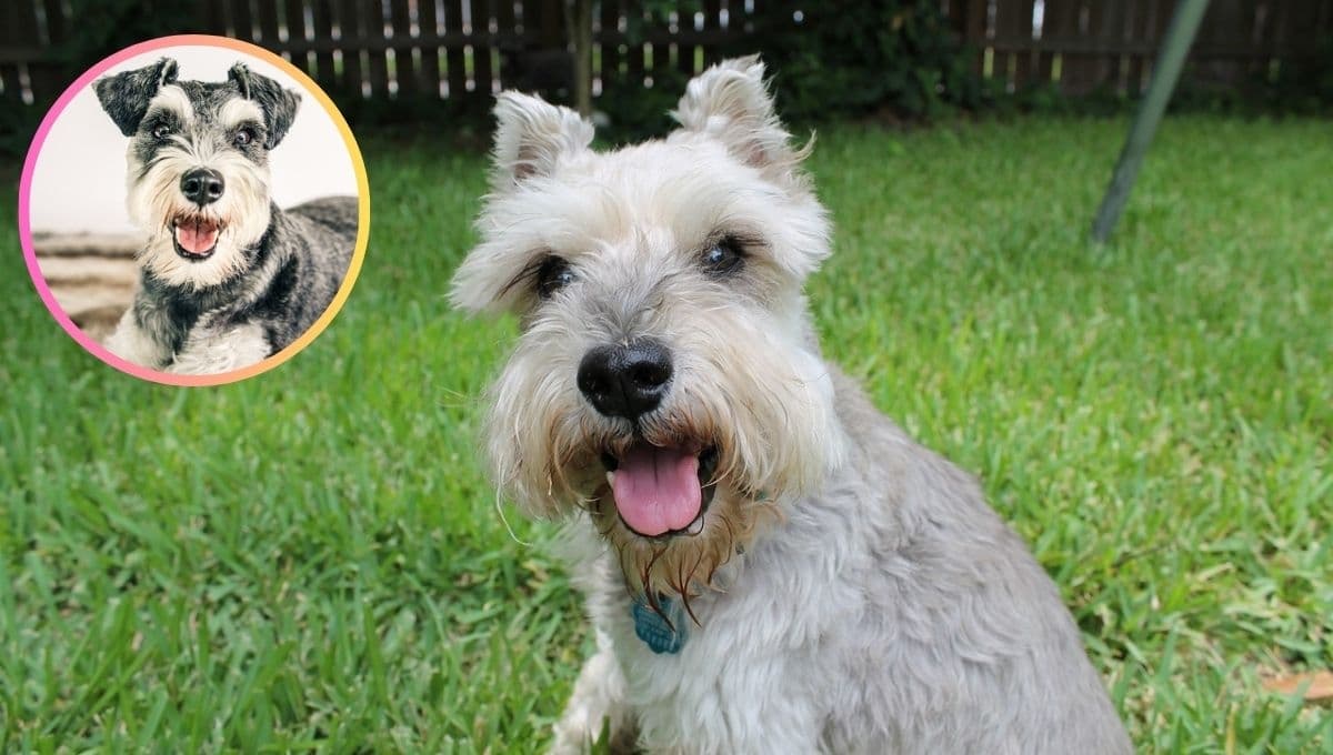 ¿Cómo saber si mi perro es Schnauzer miniatura?