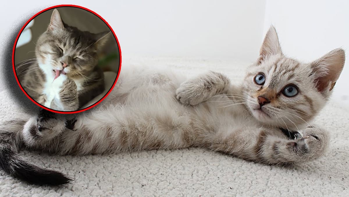 ¿Tu gato se frota en todo lo que ve? Por ESTAS razones podría hacerlo