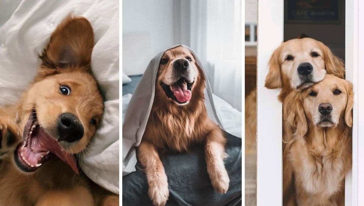 7 nombres en náhuatl para perros imponentes con significado de protección