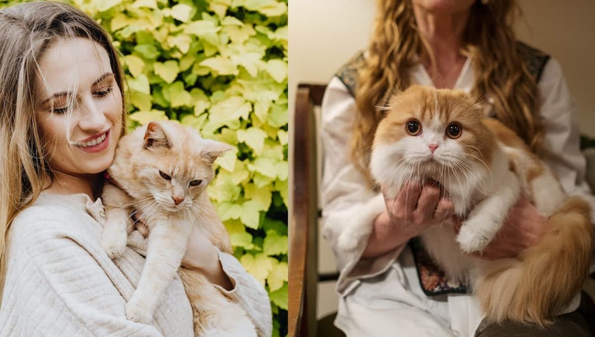 ¿Cómo saber si tu gato te quiere y confía en ti?