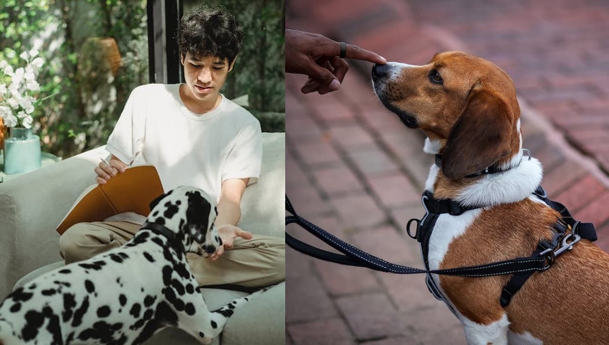 Tu perro tiene motivos para oler las partes íntimas de las personas pero ASÍ lo puedes evitar