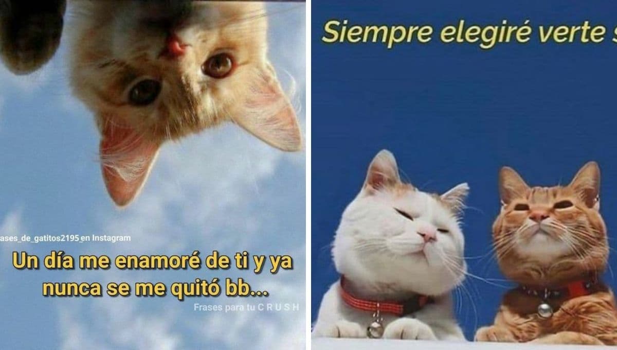 6 MEMES de gatos súper cursis para dedicarle a la personita que te gusta