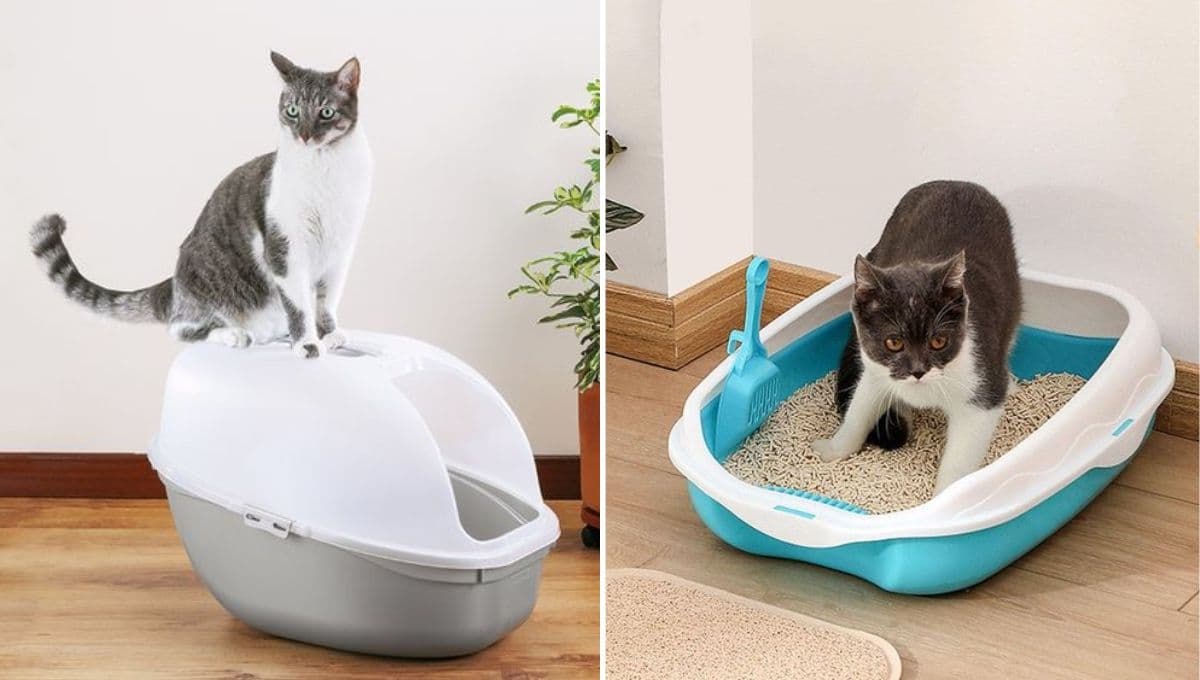 ¿Cómo hacer que mi gatito haga en su caja de arena?