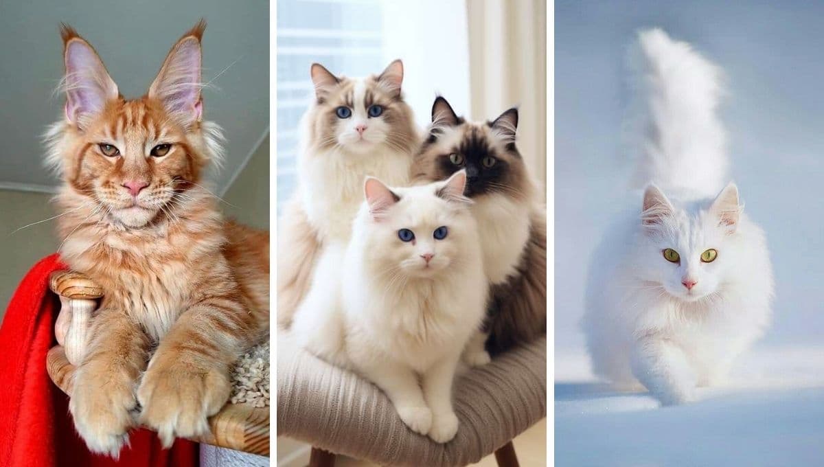 5 razas de gatitos más fáciles de educar: son tranquilos y entienden lo que quieres