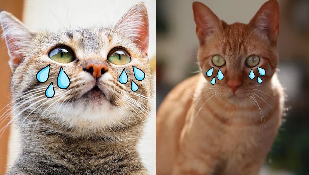 Los gatos sí lloran pero no es por las razones que tú crees