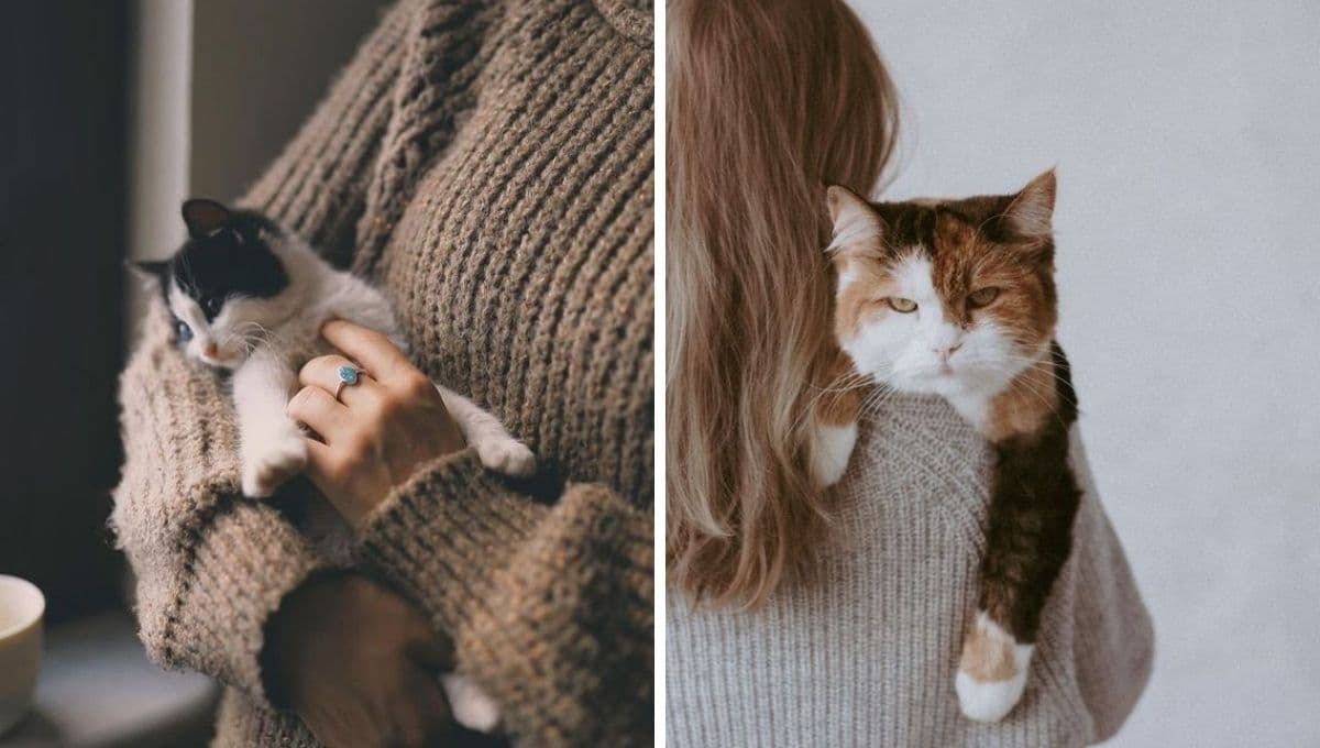 Test para saber si tu gato sí te quiere y es feliz en casa