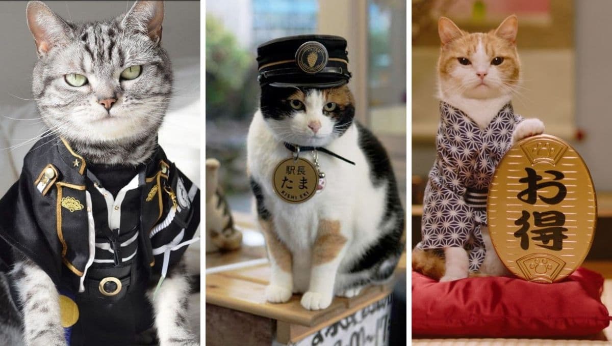 7 nombres para gatos machos enojones en japonés y su significado
