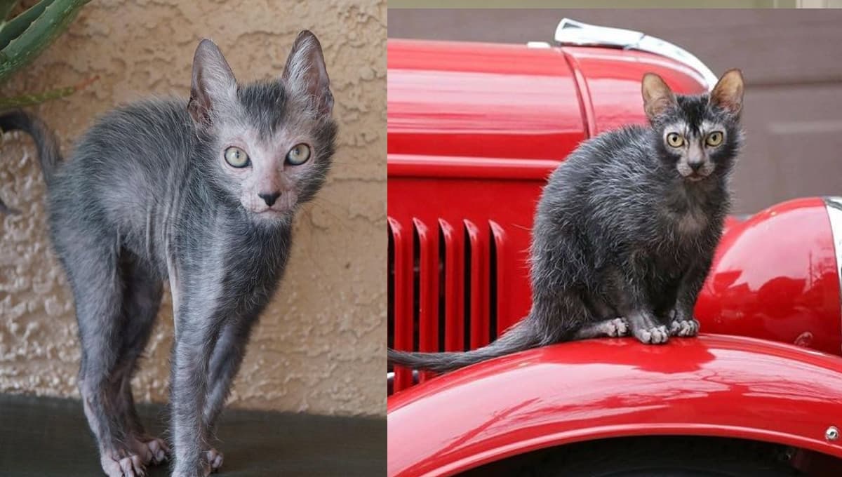 Conoce al lykoi, el curioso "gato lobo"