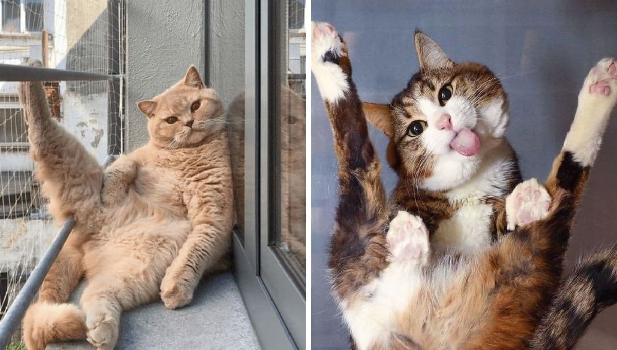 6 memes de gatitos con flojera para levantarte el ánimo y salir a cotorrear