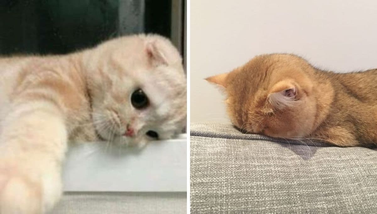 5 memes de gatitos tristecillos porque los fines de semana duran bien poquito