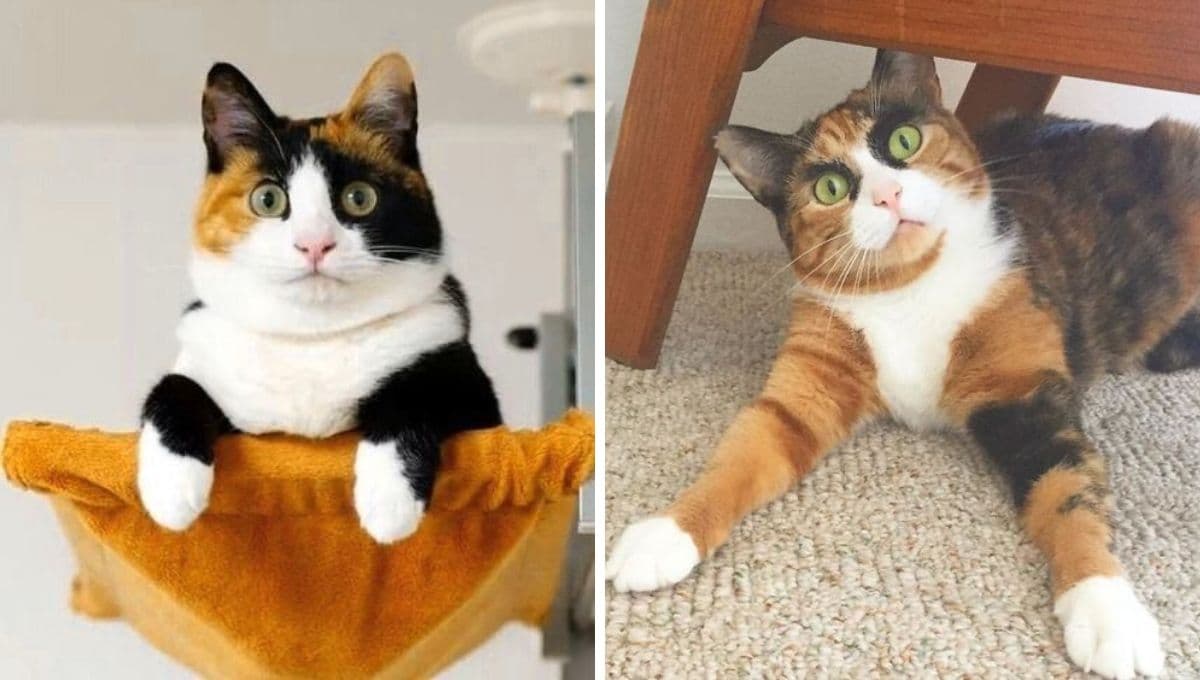 ¿Cómo saber si mi gato es feliz? Este test te lo dirá