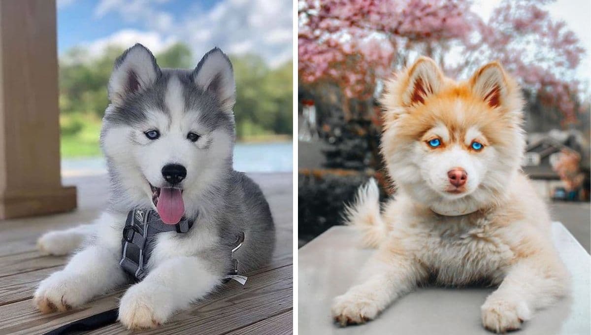 6 nombres franceses lindos para perritas chiquitas con significado