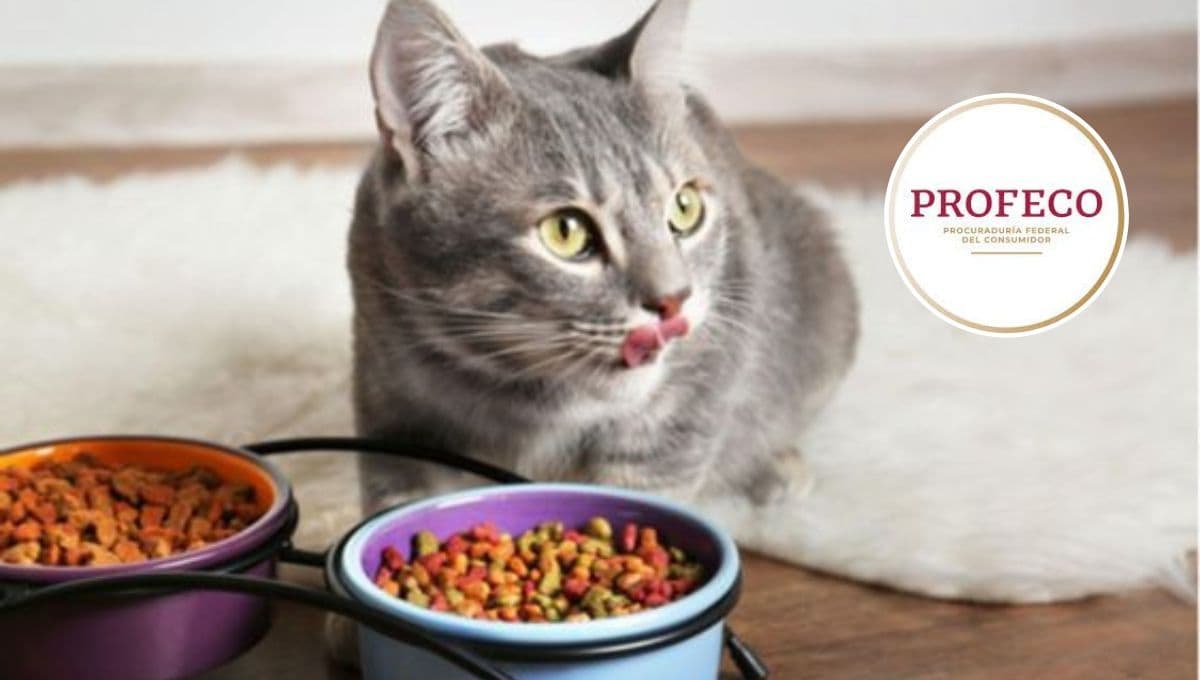 ¿Cuáles son las mejores croquetas para gato? Profeco da la respuesta