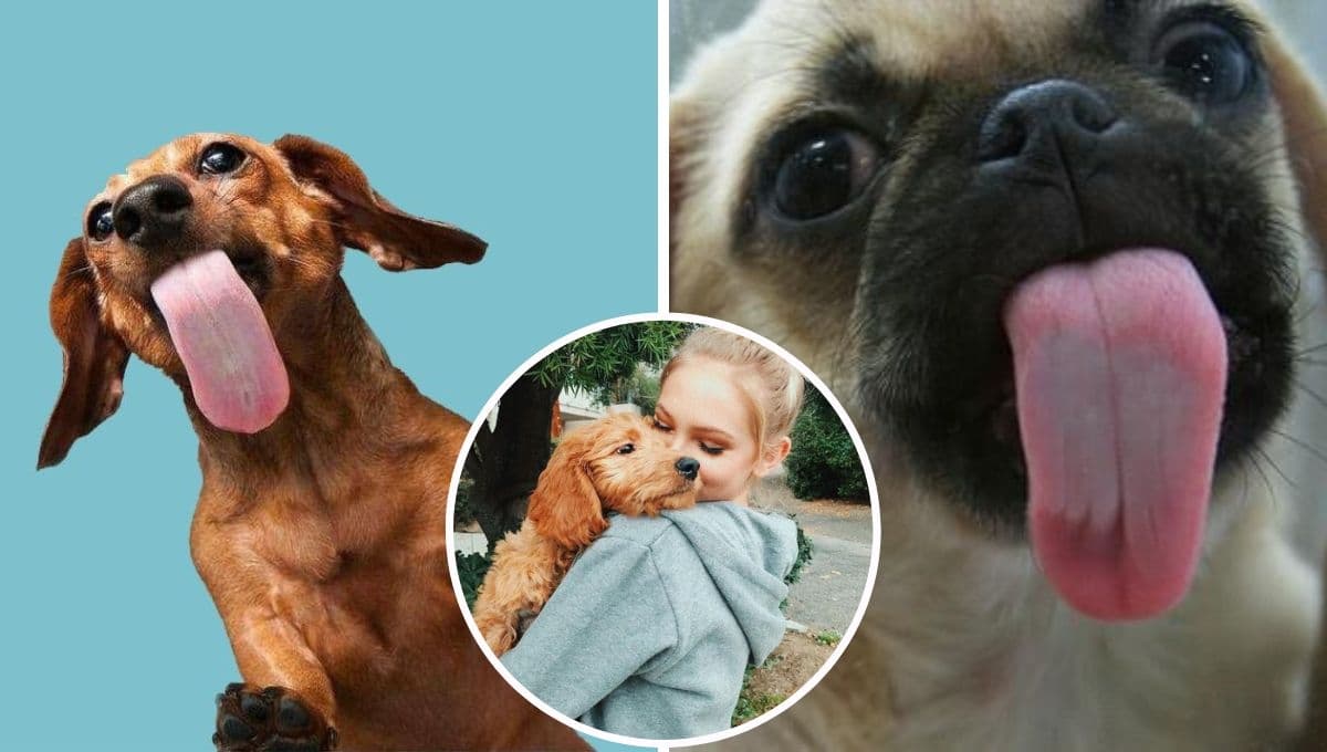 ¿Qué significa si un perro te lame y por qué es POSITIVO que lo haga?
