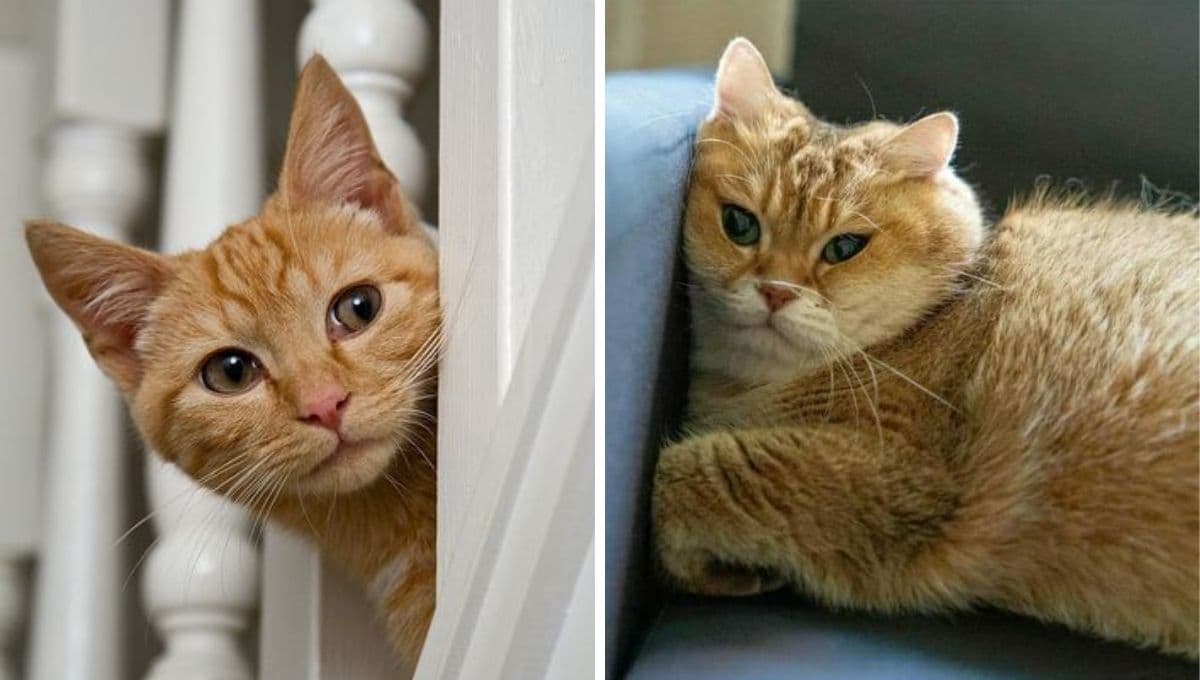 Las 3 cosas que más AMAN los gatos y los hacen felices