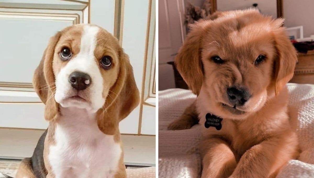 Test para saber qué perrito mediano eres según tu personalidad