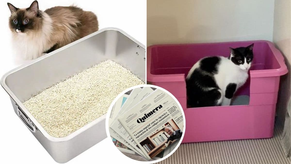 Sustituye la arena para gatos con ESTA alernativa casera muy económica