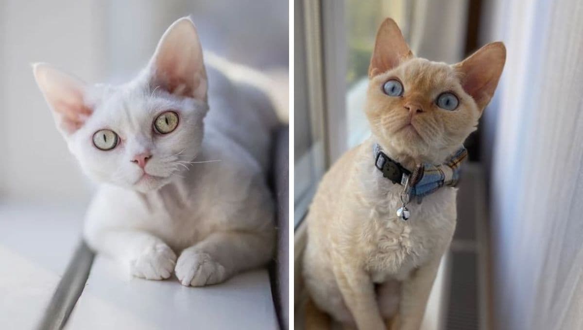5 razas de gatos pequeños que no crecen: parecen peluchitos toda la vida