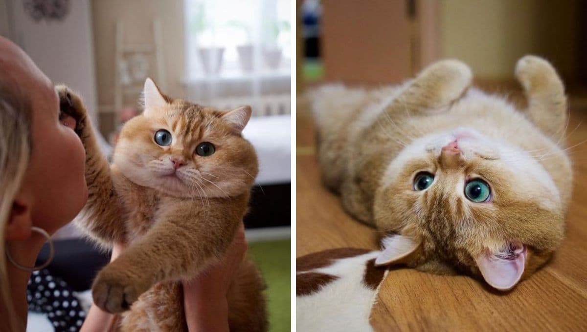 Test para descubrir si tienes un gato manipulador o uno protector en casa