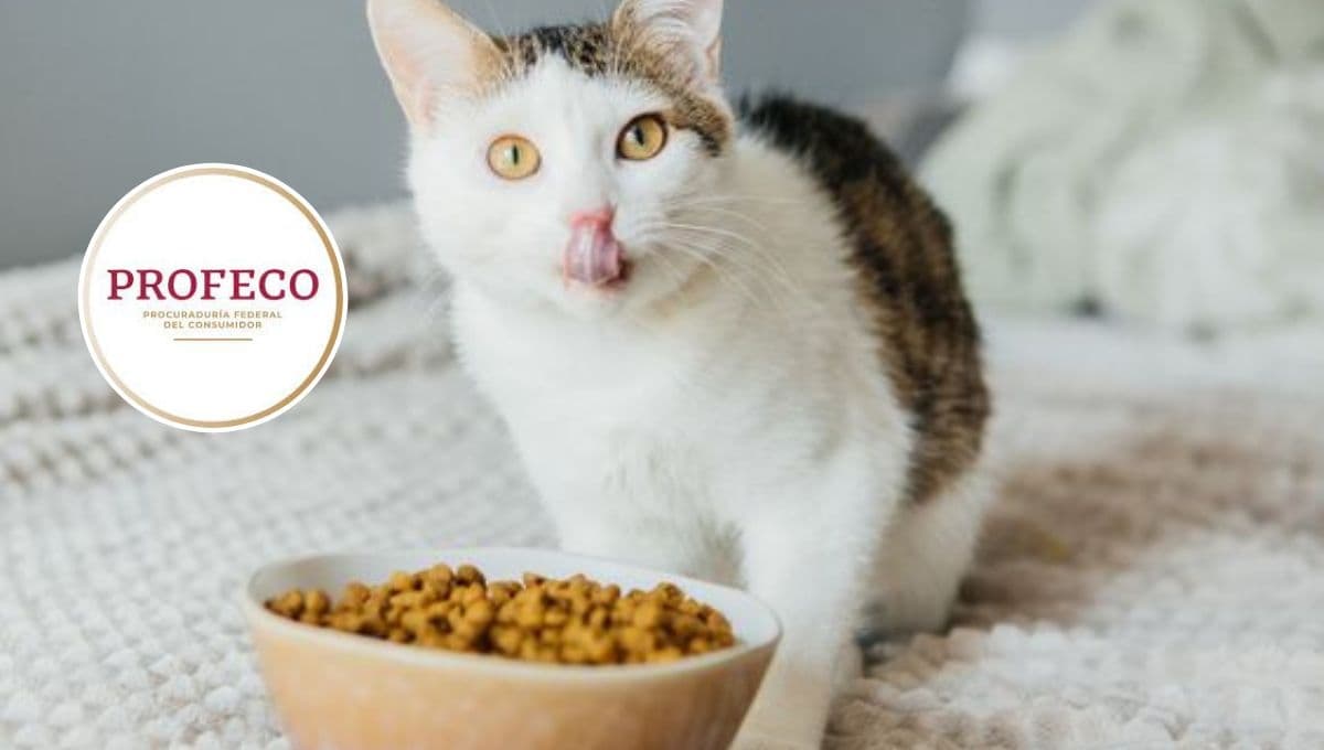 La comida para gatos barata que salió buena en las pruebas de Profeco: no es tan conocida