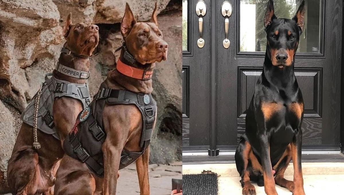 6 nombres rudísimos para ponerle a un perro protector con significado