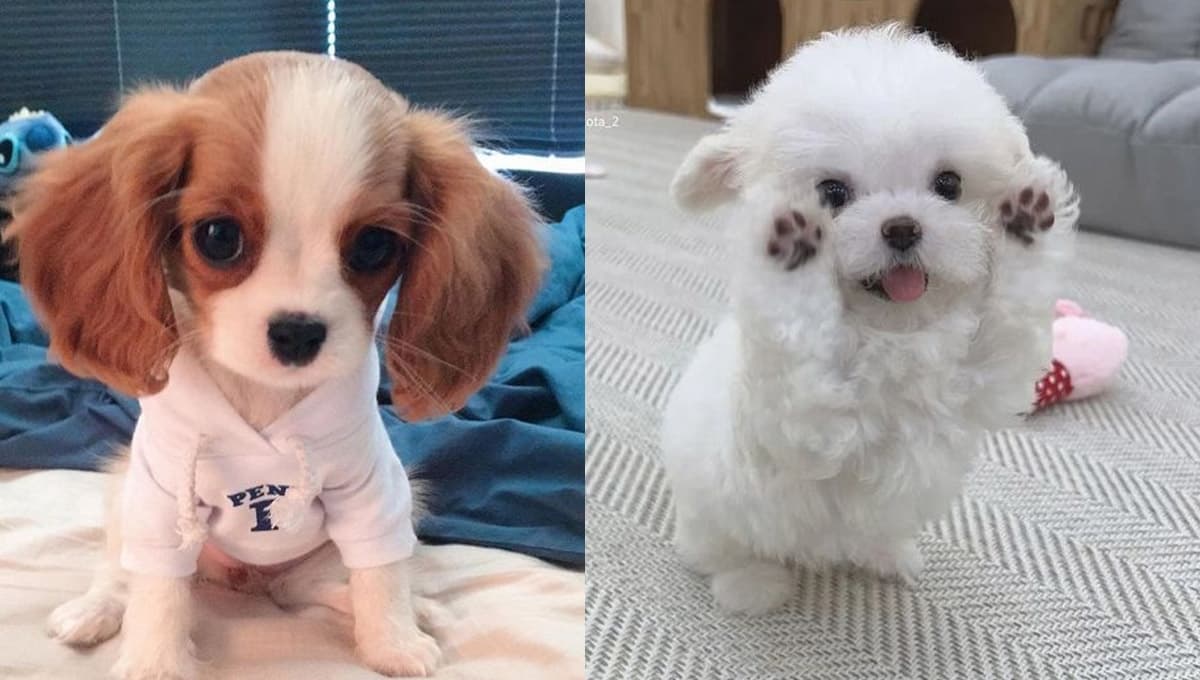 5 nombres para perros machos pequeños con significado de valiente
