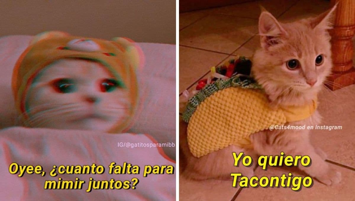 5 MEMES de gatitos tiernos para animarte si todo te salió mal hoy