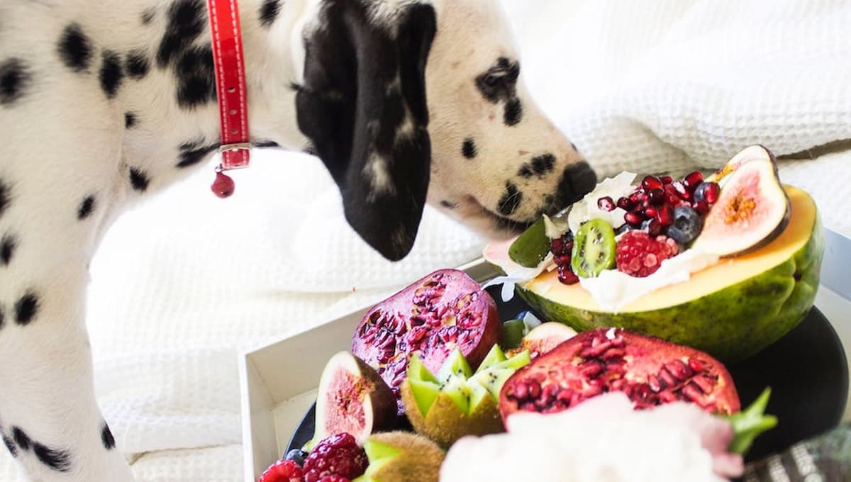3 frutas deliciosas que pueden comer los perritos