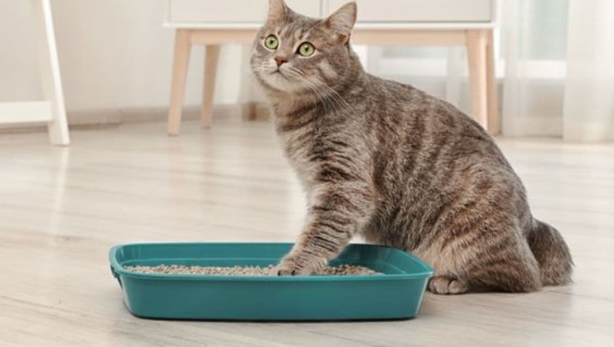 2 ingredientes para reemplazar la arena de gatos: económicos y buenos