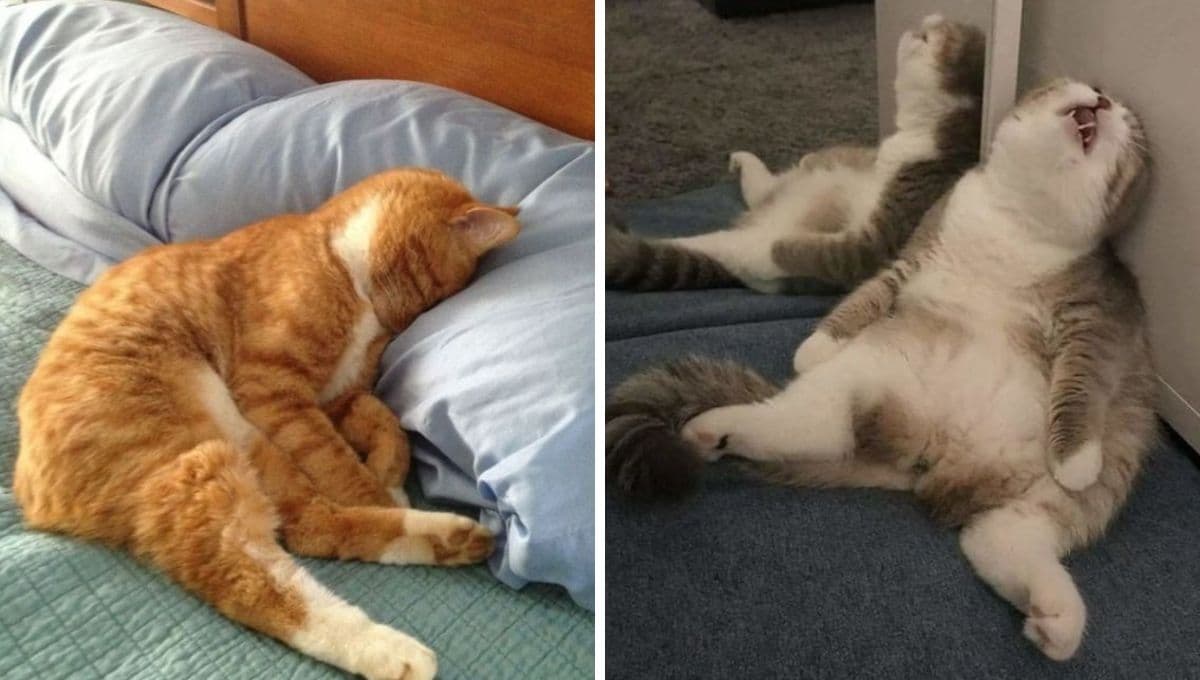5 MEMES de gatitos con flojera para compartir si no quieres regresar del puente