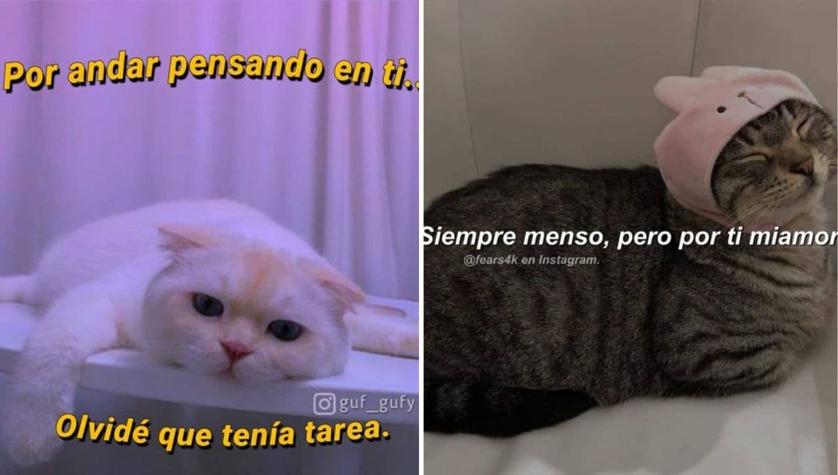 6 MEMES de gatitos súper coquetos para tirarle indirectas a tu crush y conquistarlo