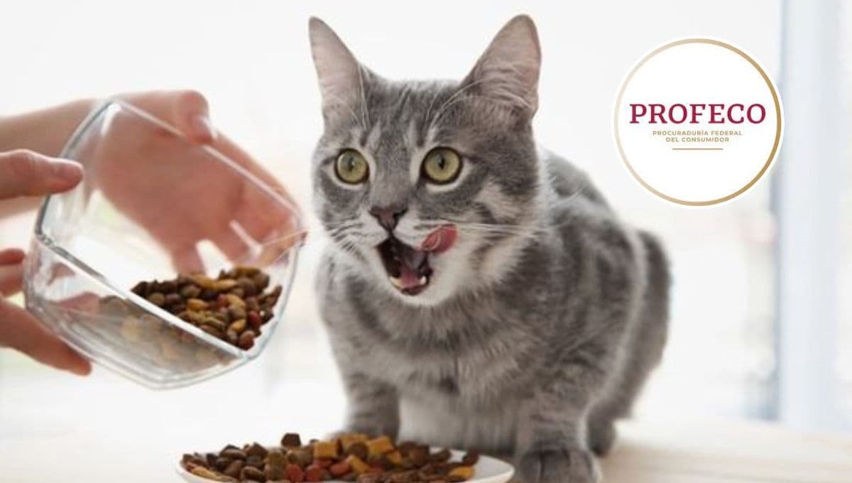 ¿Qué comida de gato tiene más proteína? Profeco da la respuesta