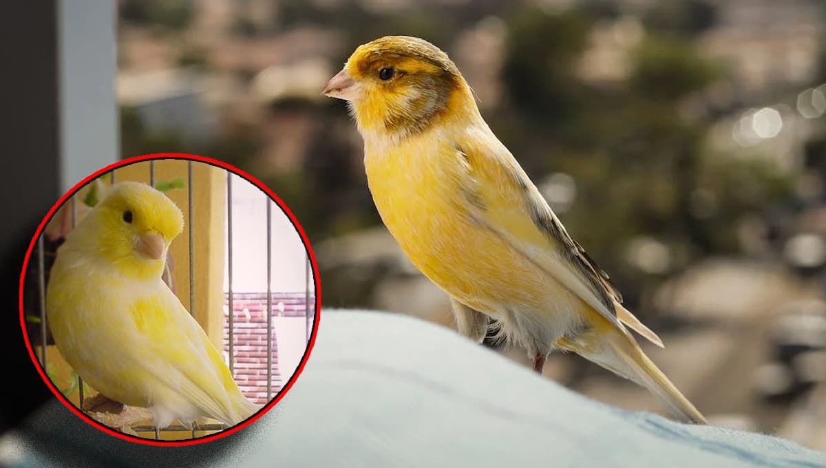5 trucos sencillos pero efectivos para hacer feliz a tu canario