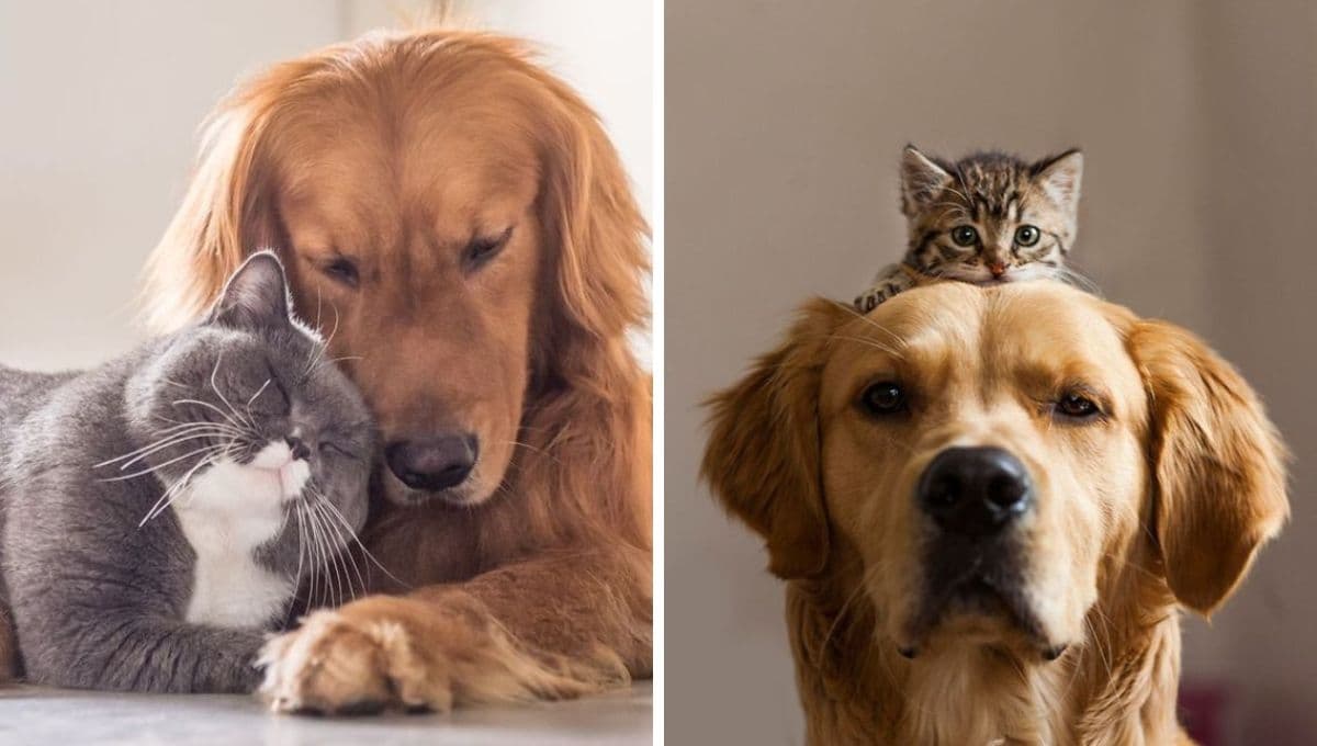 3 razas de perros que MEJOR se llevan con los gatos: rompen todos los mitos