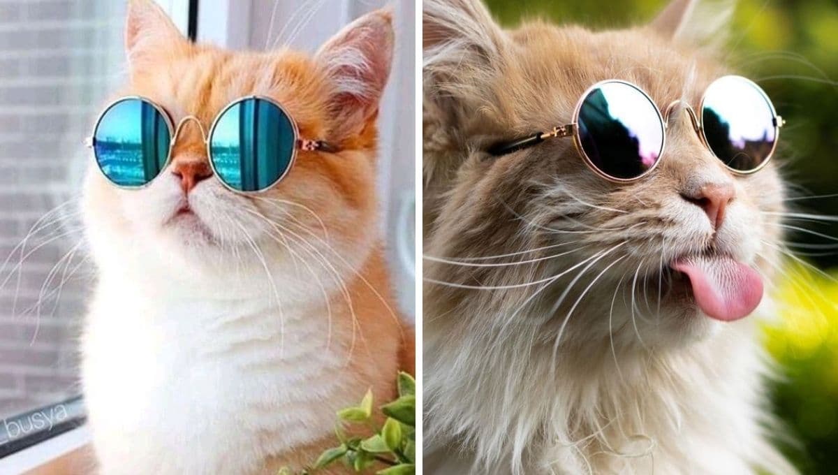 Test para saber si tu gato es psicópata y sólo te manipula para conseguir lo que quiere