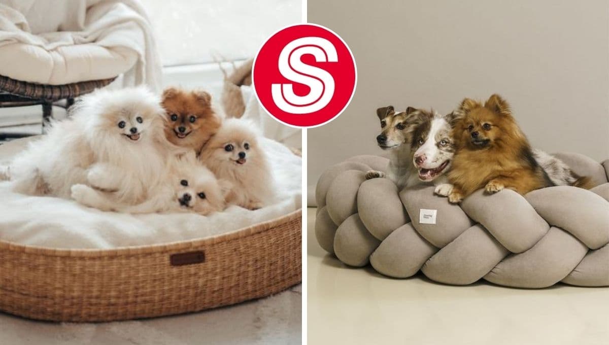 Sears pone en oferta 3 camas para perro: cómodas y calientitas