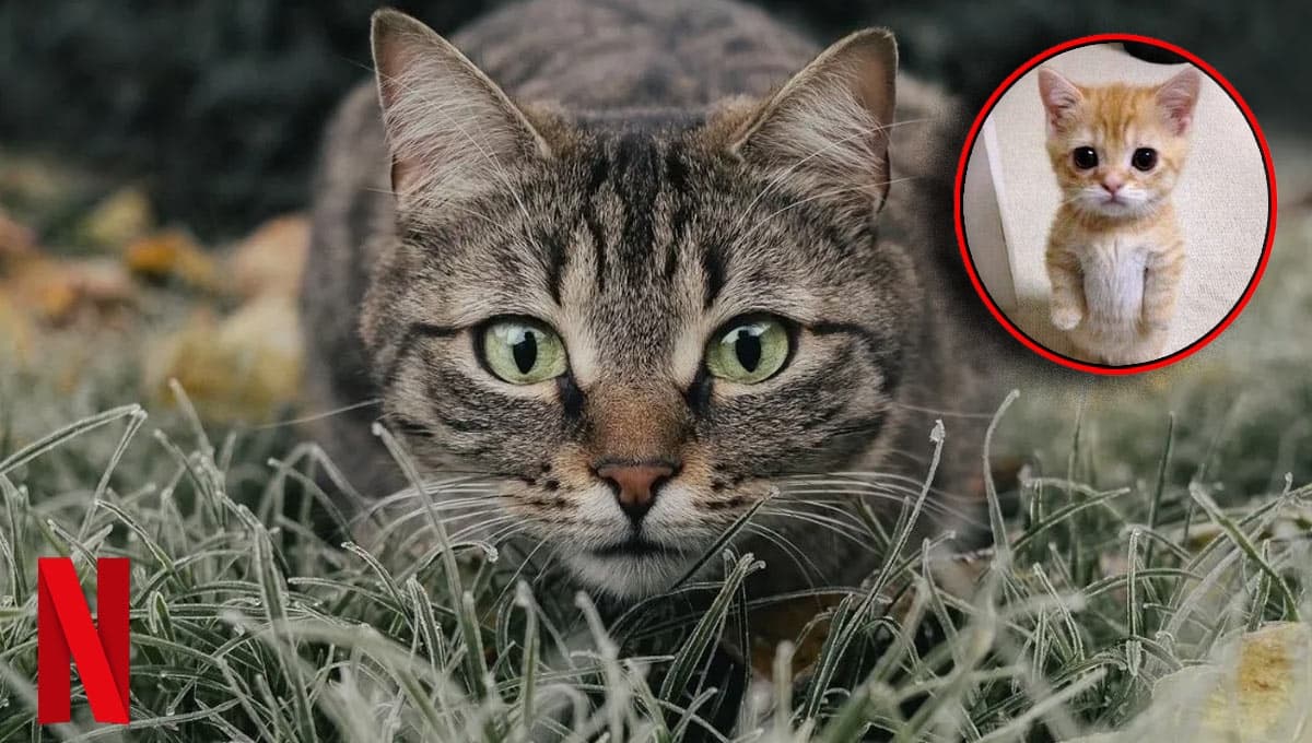La película de Netflix que te explica cómo funciona la mente de tu gato