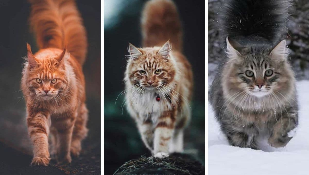 Test de personalidad para saber qué gatito atigrado eres